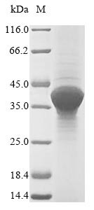 Outer membrane virulence protein YopE (yopE), Yersinia enterocolitica, recombinant