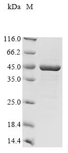 Diacylglycerol acyltransferase/mycolyltransferase Ag85A (fbpA), Mycobacterium bovis, recombinant