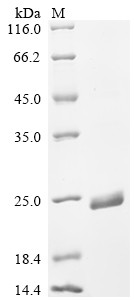 Envelope protein A28 homolog (A30L), partial, Monkeypox virus, recombinant