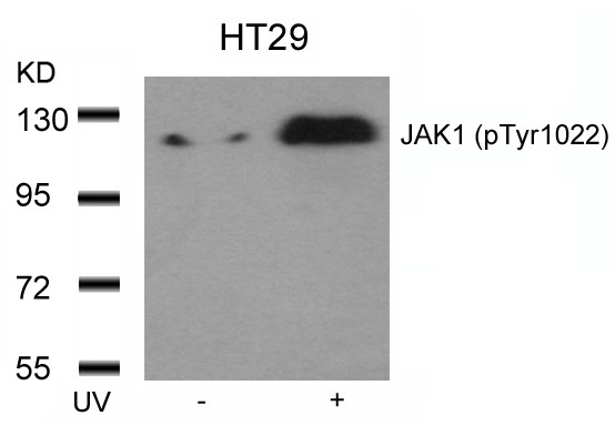 Anti-phospho-JAK1 (Tyr1022)