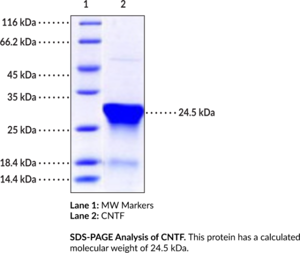 CNTF (human, recombinant)