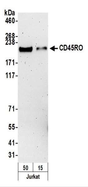 Anti-CD45RO Monoclonal