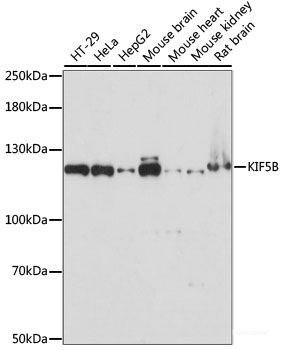 Anti-KIF5B