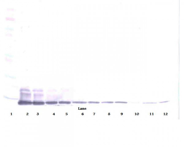 Anti-MCP3 (Biotin)