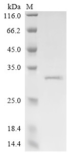 Synaptic vesicle glycoprotein 2A (SV2A), partial, bovine, recombinant