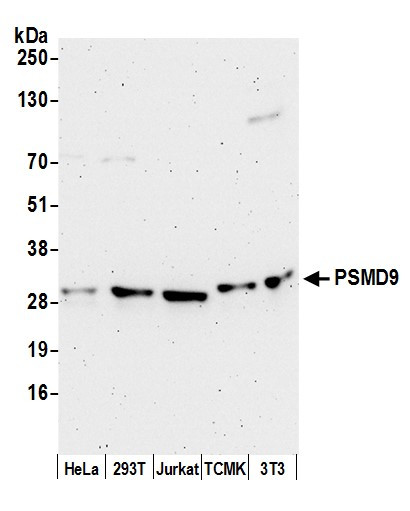 Anti-PSMD9