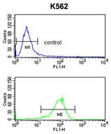 Anti-Na+/K+ ATPase beta 2