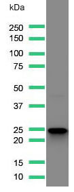 Anti-CD3, clone SP162