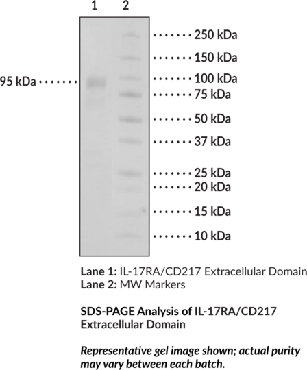 Interleukin-17RA/CD217 Extracellular Domain (human, recombinant)