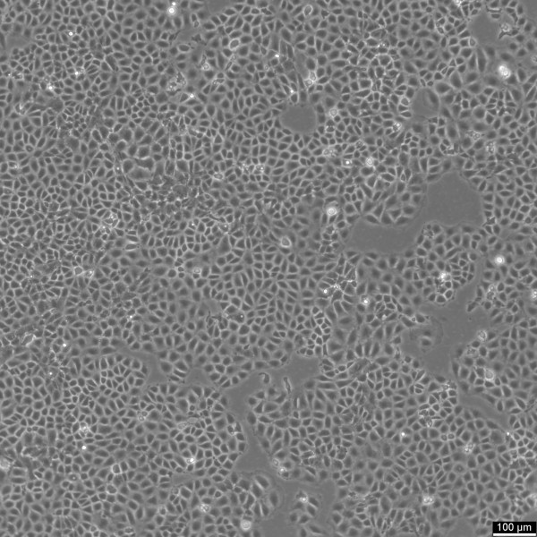 IEC-6 Cells