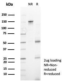 Anti-ZNF444 / ZSCAN17, clone PCRP-ZNF444-1E11