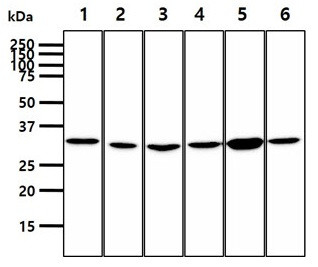 Anti-PPCS, clone 10D11