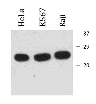 Anti-H-Ras, clone H-RAS-03