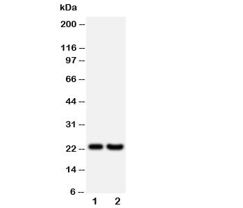 Anti-FGF9