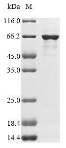 Outer membrane protein assembly factor BamA (bamA), partial, Escherichia coli O157:H7, recombinant