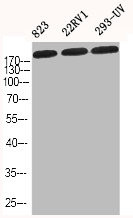 Anti-COL1A2