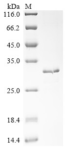 Amelogenin, X isoform (Amelx), mouse, recombinant