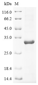 Chymotrypsin-like elastase family member 2A (CELA2A), bovine, recombinant