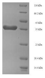 FACT complex subunit SPT16 (SPT16), partial, Arabidopsis thaliana, recombinant