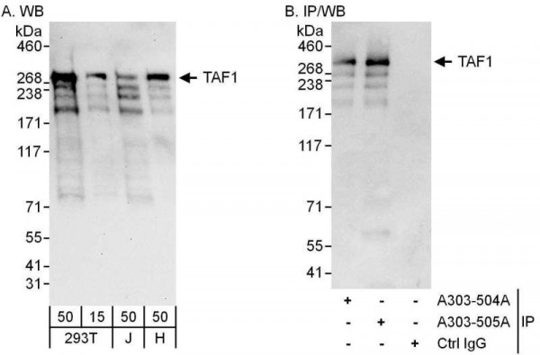 Anti-TAF1