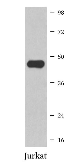 Anti-CDC37
