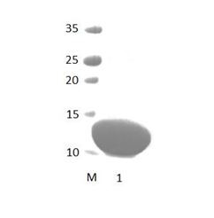 PTPN13_1 PDZ Domain