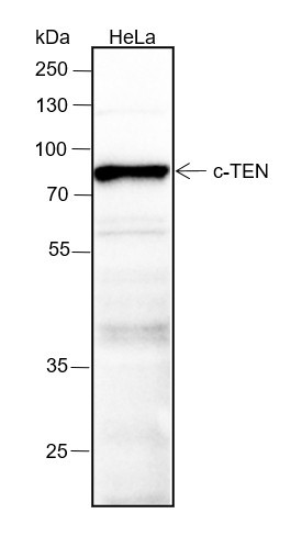 Anti-Recombinant CTEN, clone A201