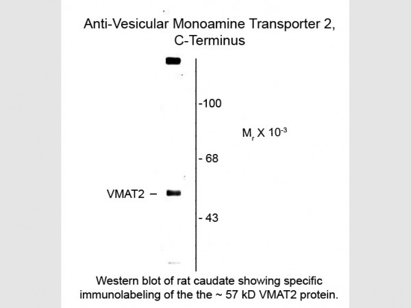 Anti-Vesicular Monoamine Transporter 2 (VMAT2)