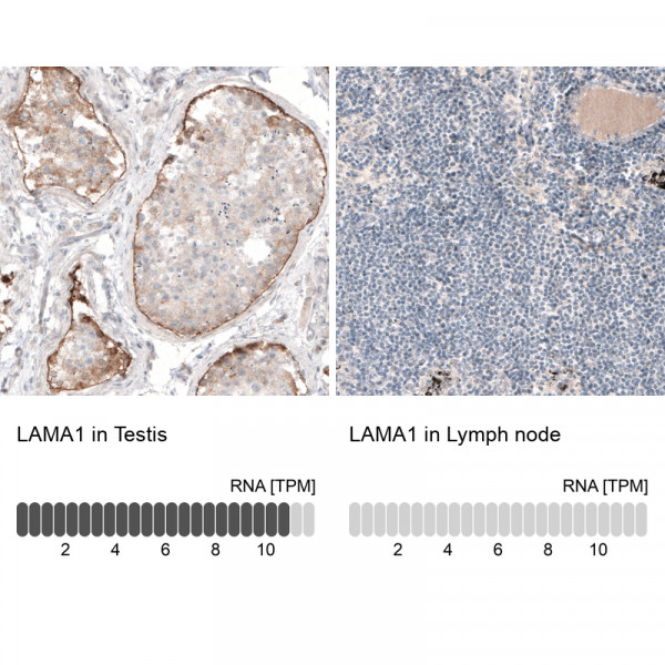 Anti-LAMA1, clone CL3087