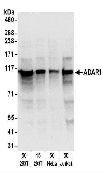 Anti-ADAR1