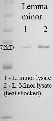 Anti-Hsp70 / Hsc70, clone 5G1-95