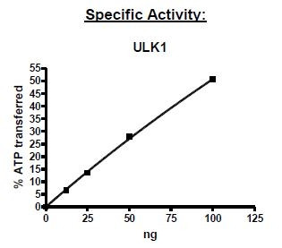 ULK, active human recombinant protein