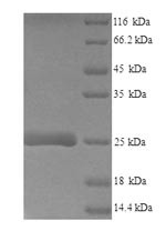 Lymphocyte antigen 6E (Ly6e), mouse, recombinant