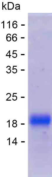 Recombinant Human TRA Protein