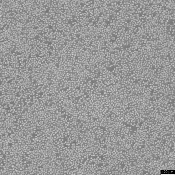 KMS-12-BM Cells