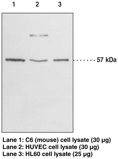 Anti-GPR17 (C-Term)