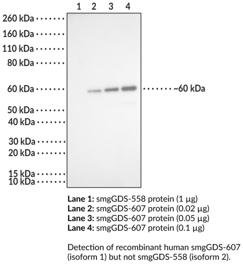 Anti-smgGDS-607 Monoclonal Antibody (Clone 4D6)