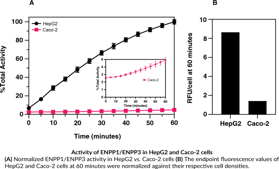 ENPP1/ENPP3 CellBased Activity Assay Kit Cayman Chemical