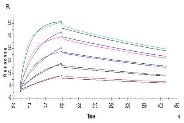 Human B7-1/CD80 Protein