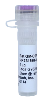GM-CSF Recombinant Protein, bat horseshoe (hbaGM-CSF)