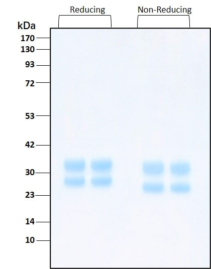 IL-29 HumanKine(R) recombinant human protein