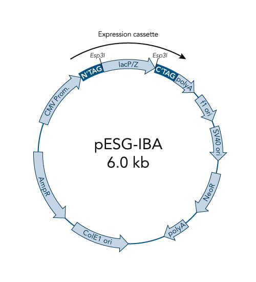 pESG-IBA104 vector