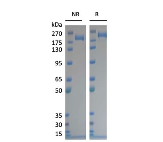 Spike Trimer (S1+S2) (BA.2.3.20, Omicron Variant), His-Tag (SARS-CoV-2) Recombinant
