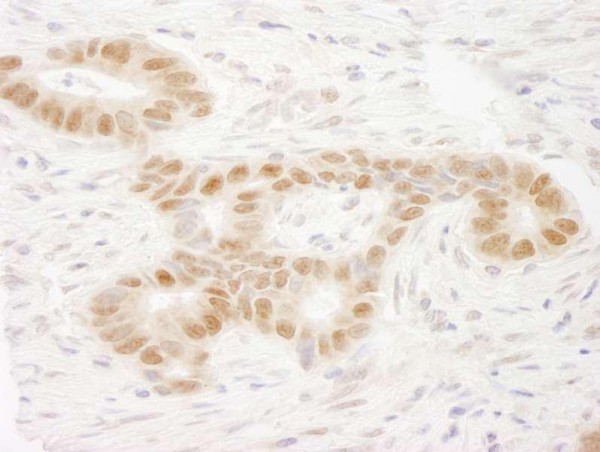 Anti-MAML2 (IHC)