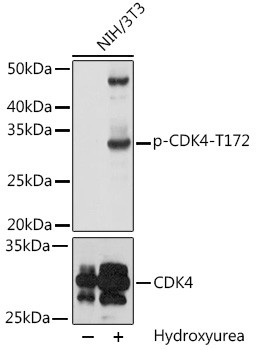 Anti-phospho-CDK4-T172