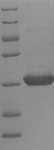 2-Cys peroxiredoxin BAS1, chloroplastic (BAS1), Arabidopsis thaliana, recombinant