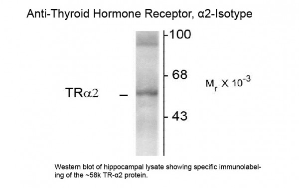 Anti-Thyroid Hormone Receptor alpha 2, clone 1330