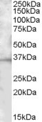 Anti-BTLA / CD272, C-terminal