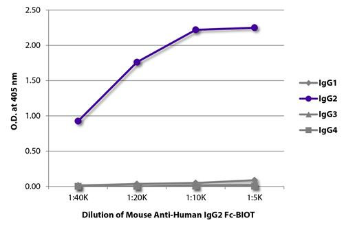 Anti-Human IgG2 Fc [31-7-4] (Biotin) [Mouse]