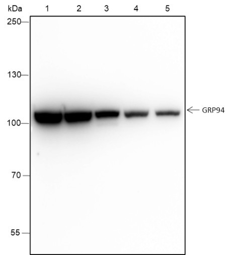 Anti-Recombinant GRP94, clone A241